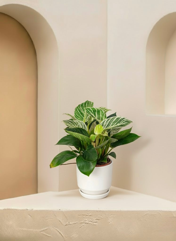 Philodendron Birkin