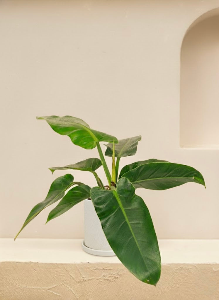 Philodendron Imperial Green