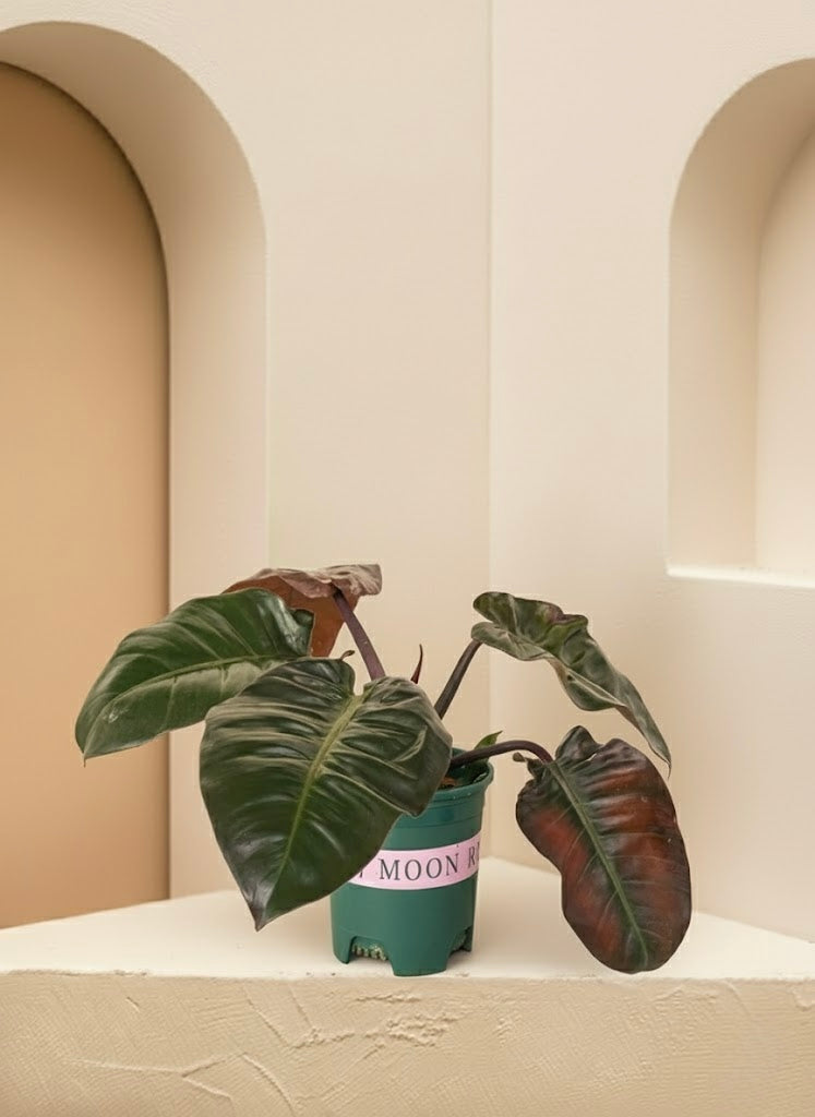 Philodendron Imperial Red - Philodendron Erubescens | Table Top Indoor  Plants