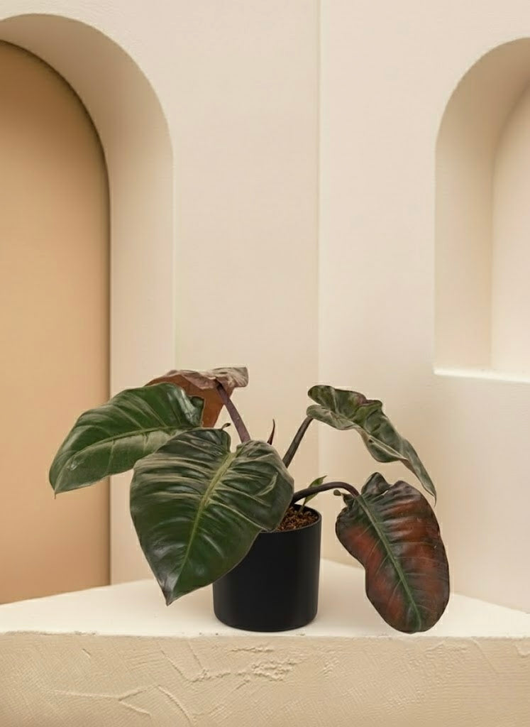 Philodendron Imperial Red