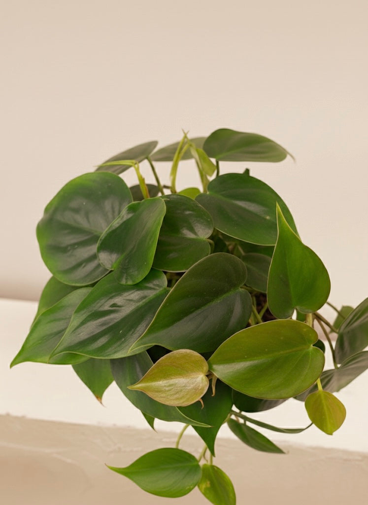Philodendron Scandens