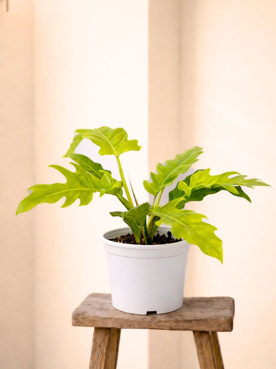 Philodendron Golden Crocodile