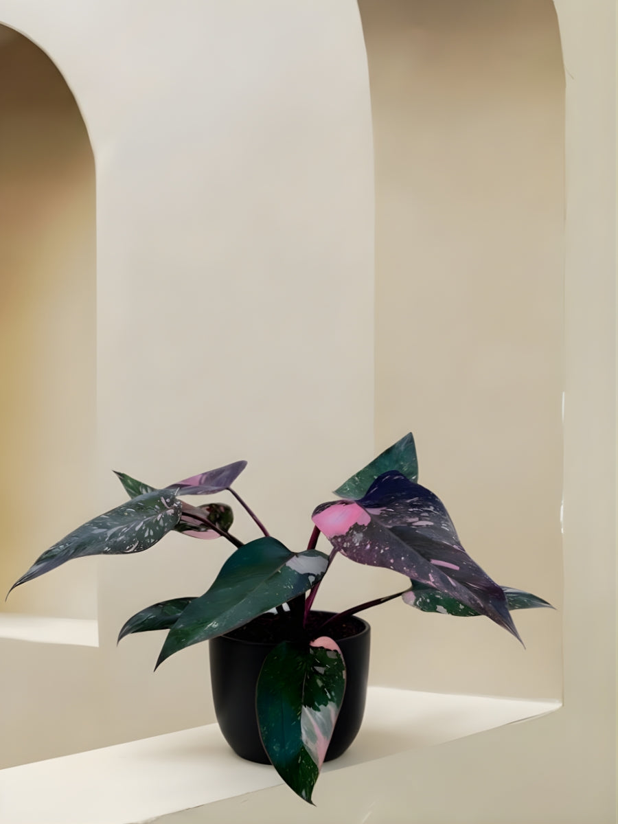 Pink Princess Philodendron