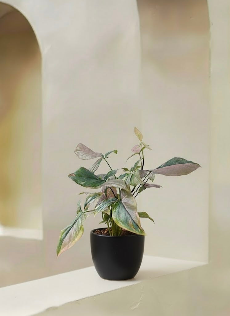 Syngonium Pink Splash