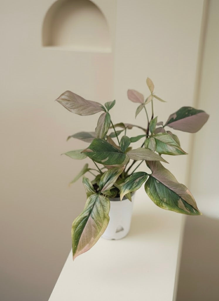 Syngonium Pink Splash