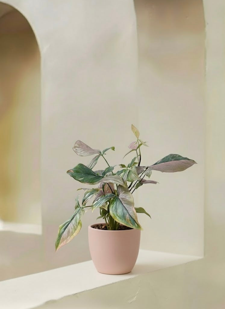 Syngonium Pink Splash