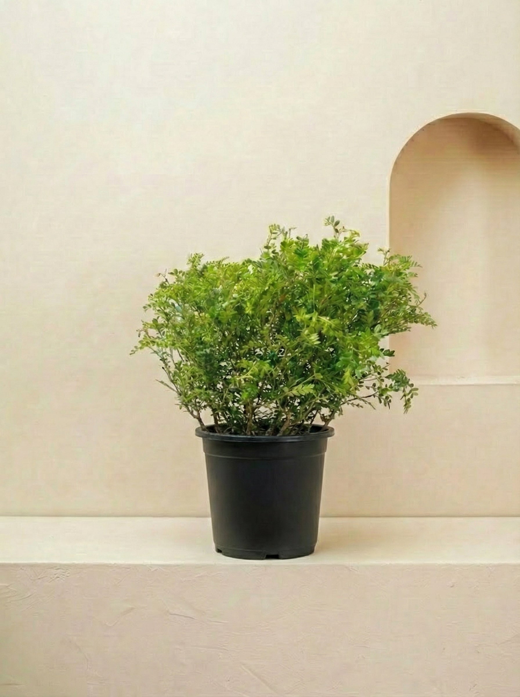 Weinmann's Pistachio