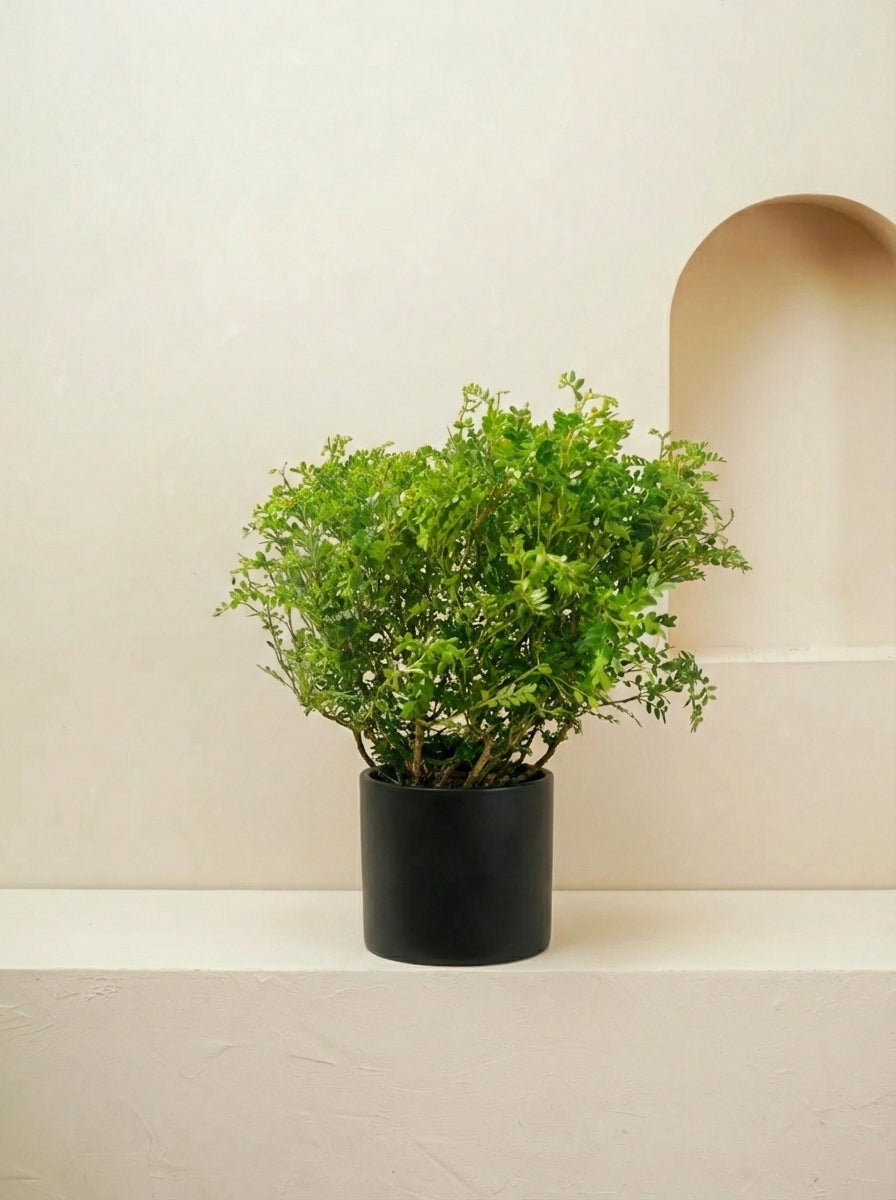 Weinmann's Pistachio