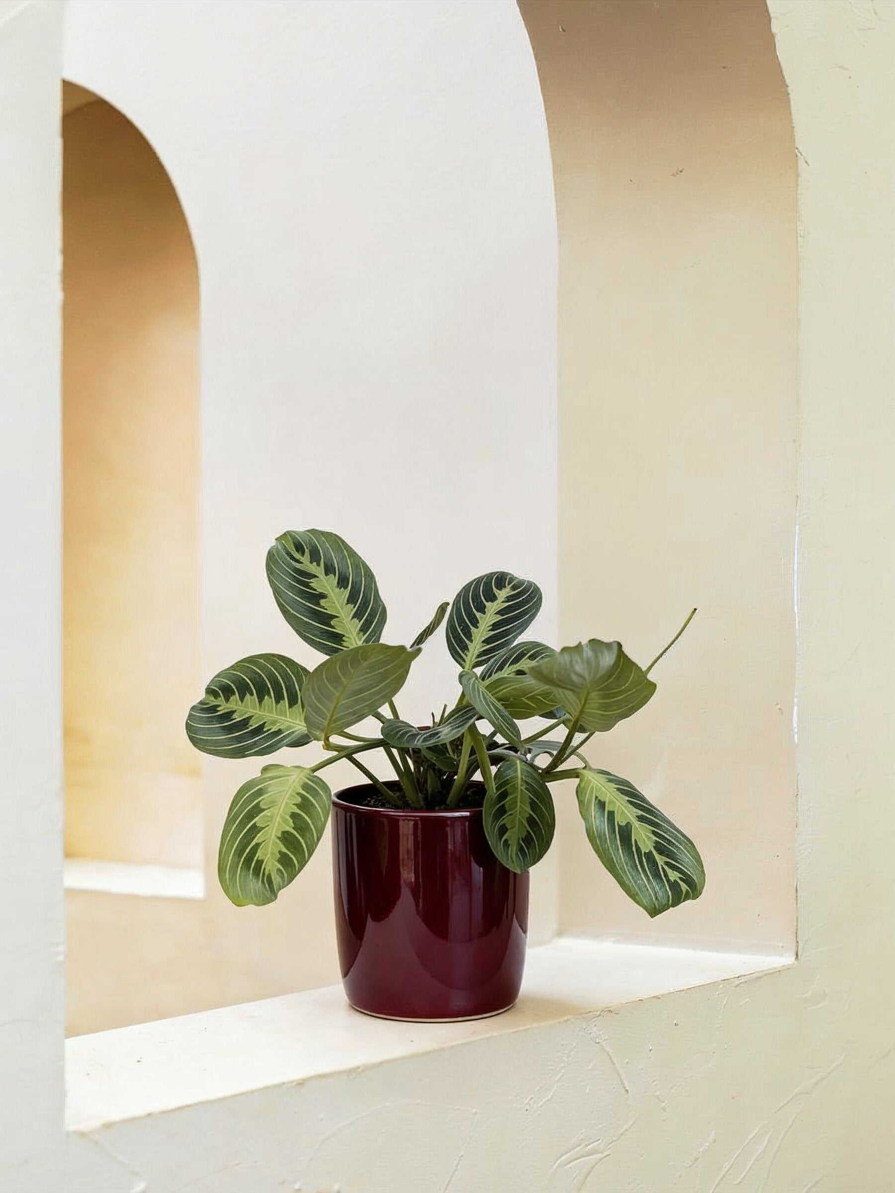 prayer plant humidity level Prayer Plant - Maranta | Table Top Indoor Plants