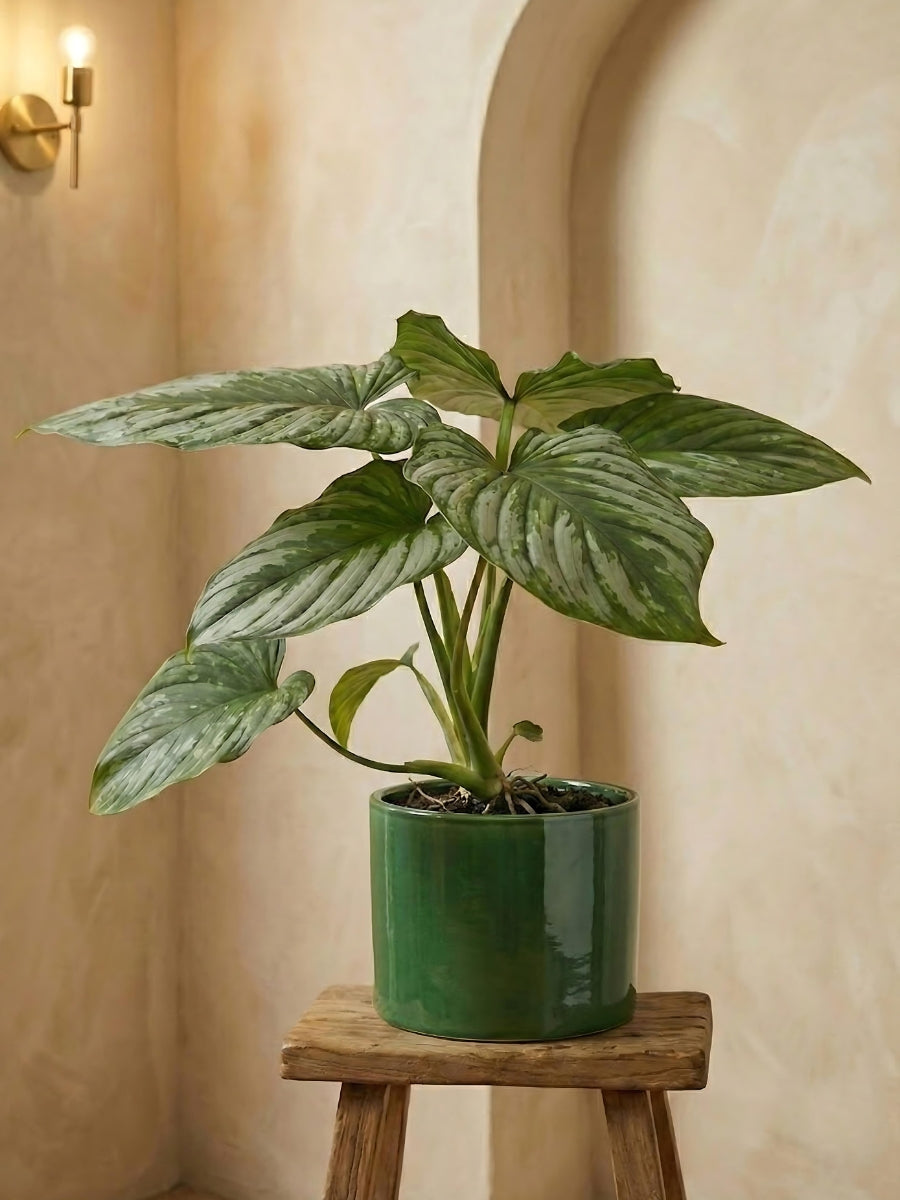 Silver Cloud Philodendron