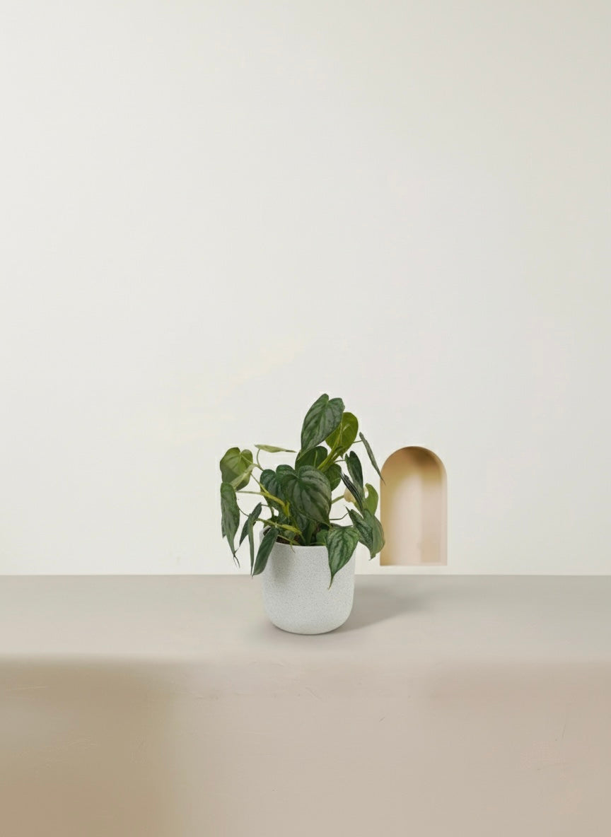 Silver Leaf Philodendron