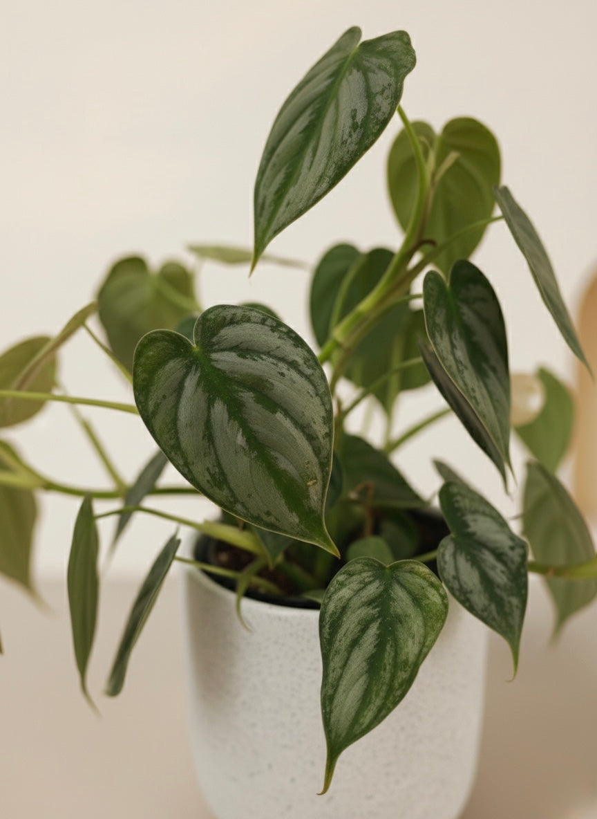 Silver Leaf Philodendron