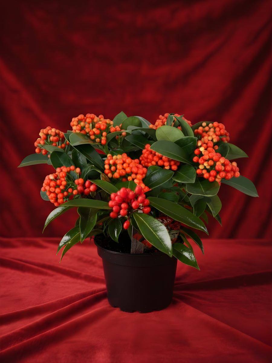 Japanese Skimmia