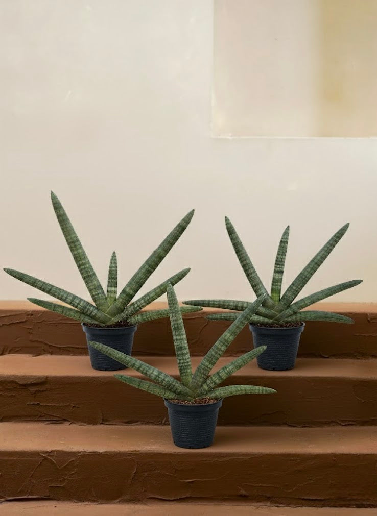 Starfish Sansevieria
