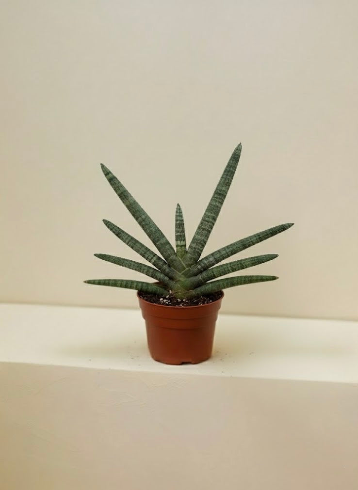 Starfish Sansevieria