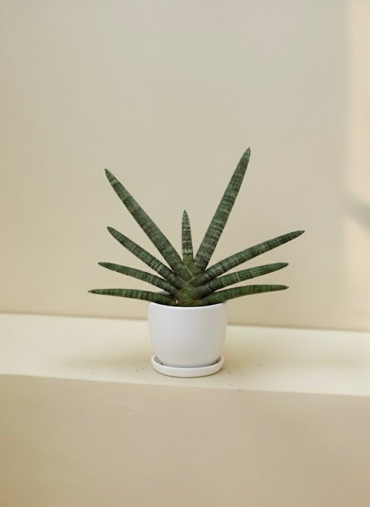 Starfish Sansevieria