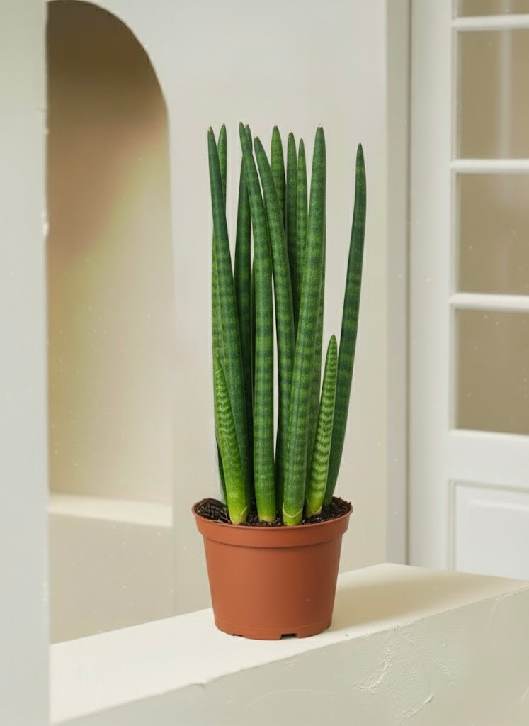 cylindrical snake plant sansevieria cylindrica Snake Plant Cylindrica - Sansevena Cylindrica | Table Top Indoor Plants