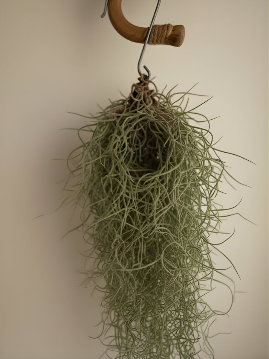 Spanish Air Plant