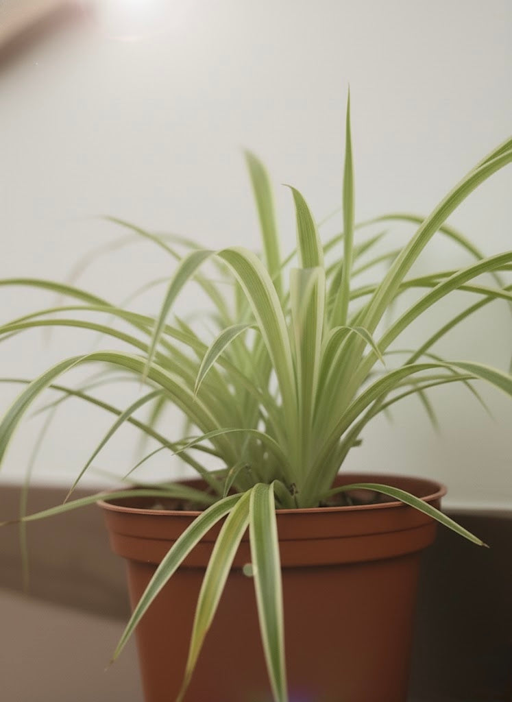 Spider Plant