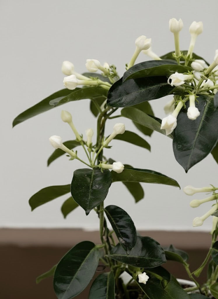 Madagascar Jasmine