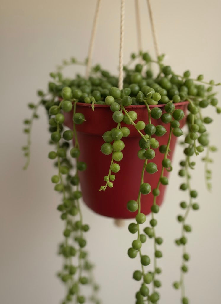 String of Pearls