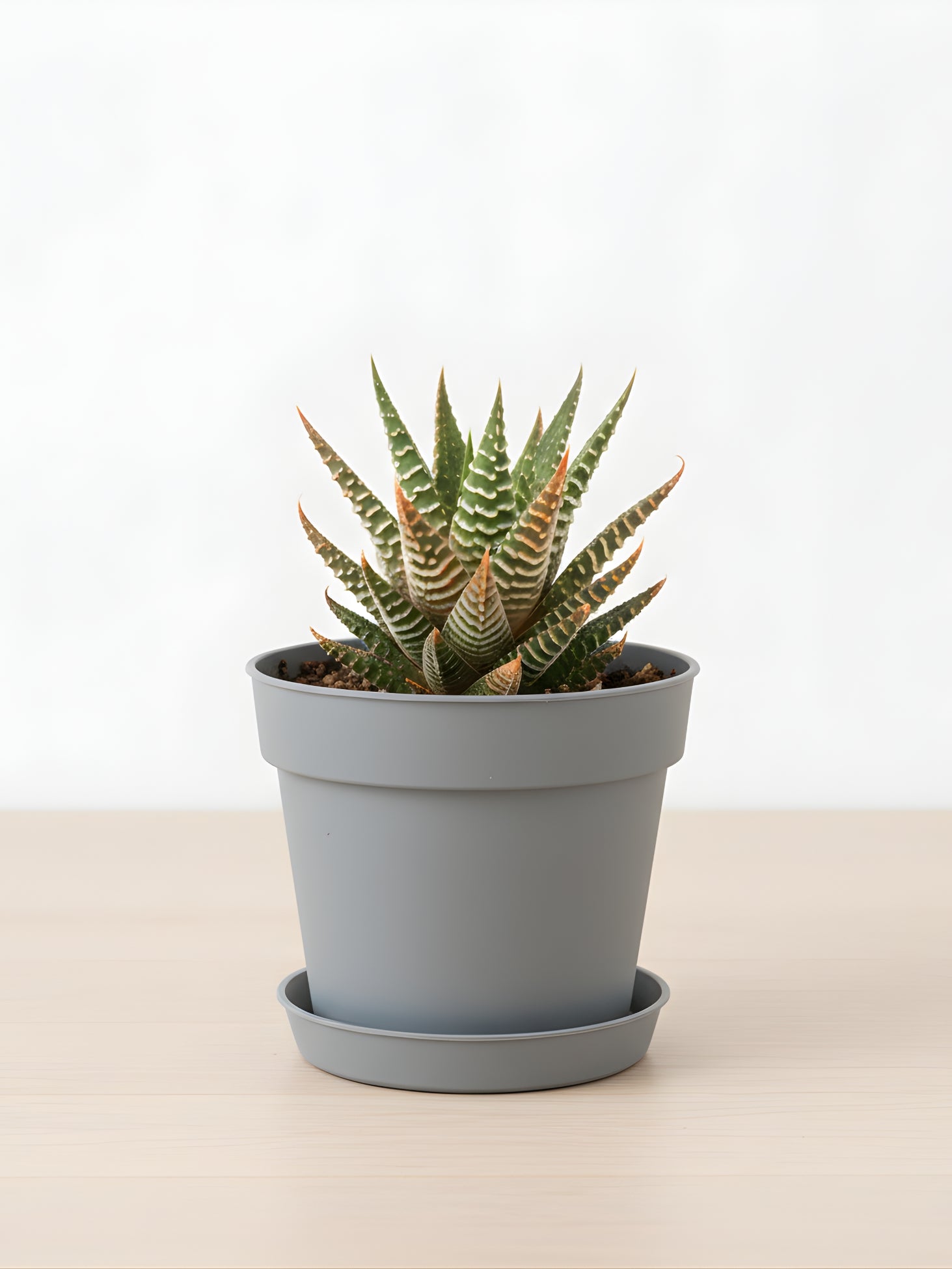 Ornamental Succulent