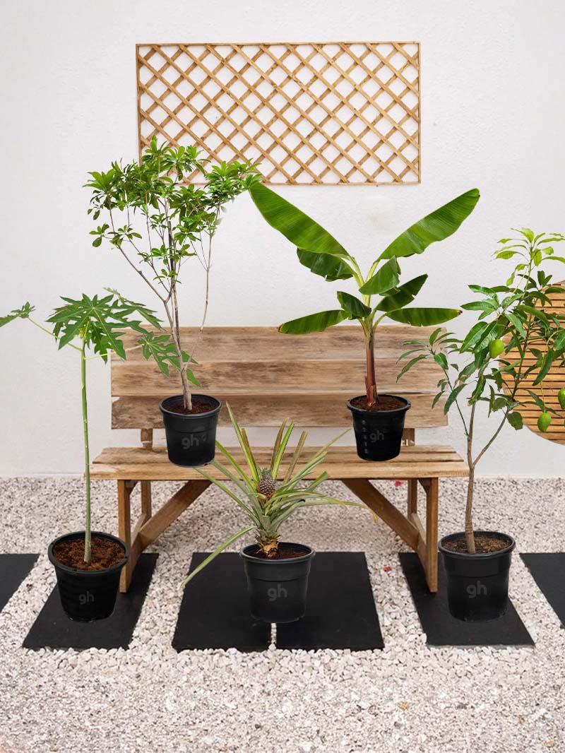 indoor tropical fruit plants Tropical Fruit Plant Bundle