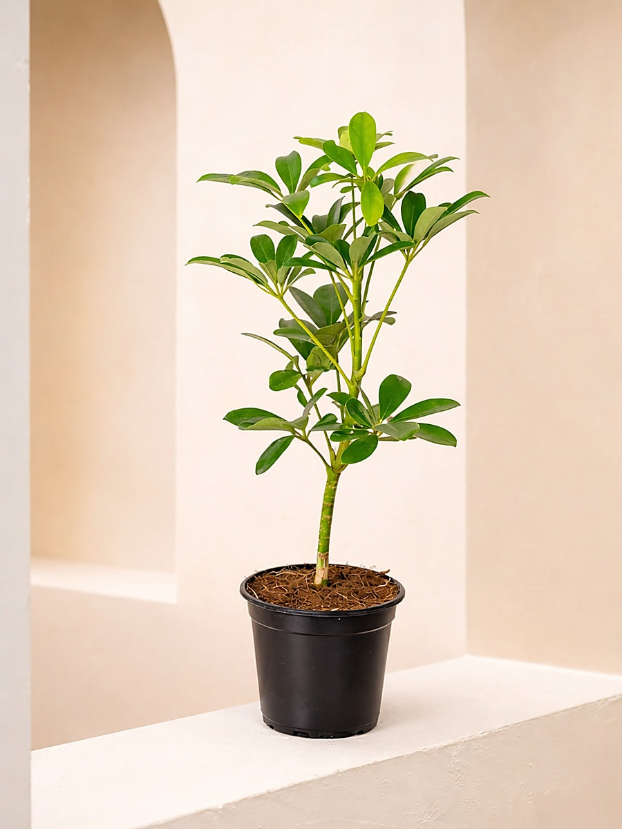 Umbrella Plant