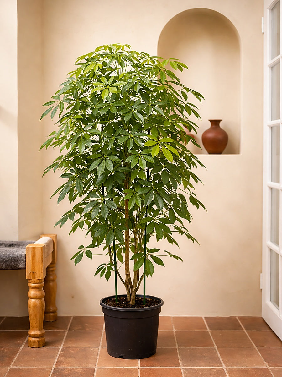 are umbrella plants indoor or outdoor Umbrella Plant - Schefflera Arboricola | Table Top Indoor Plants