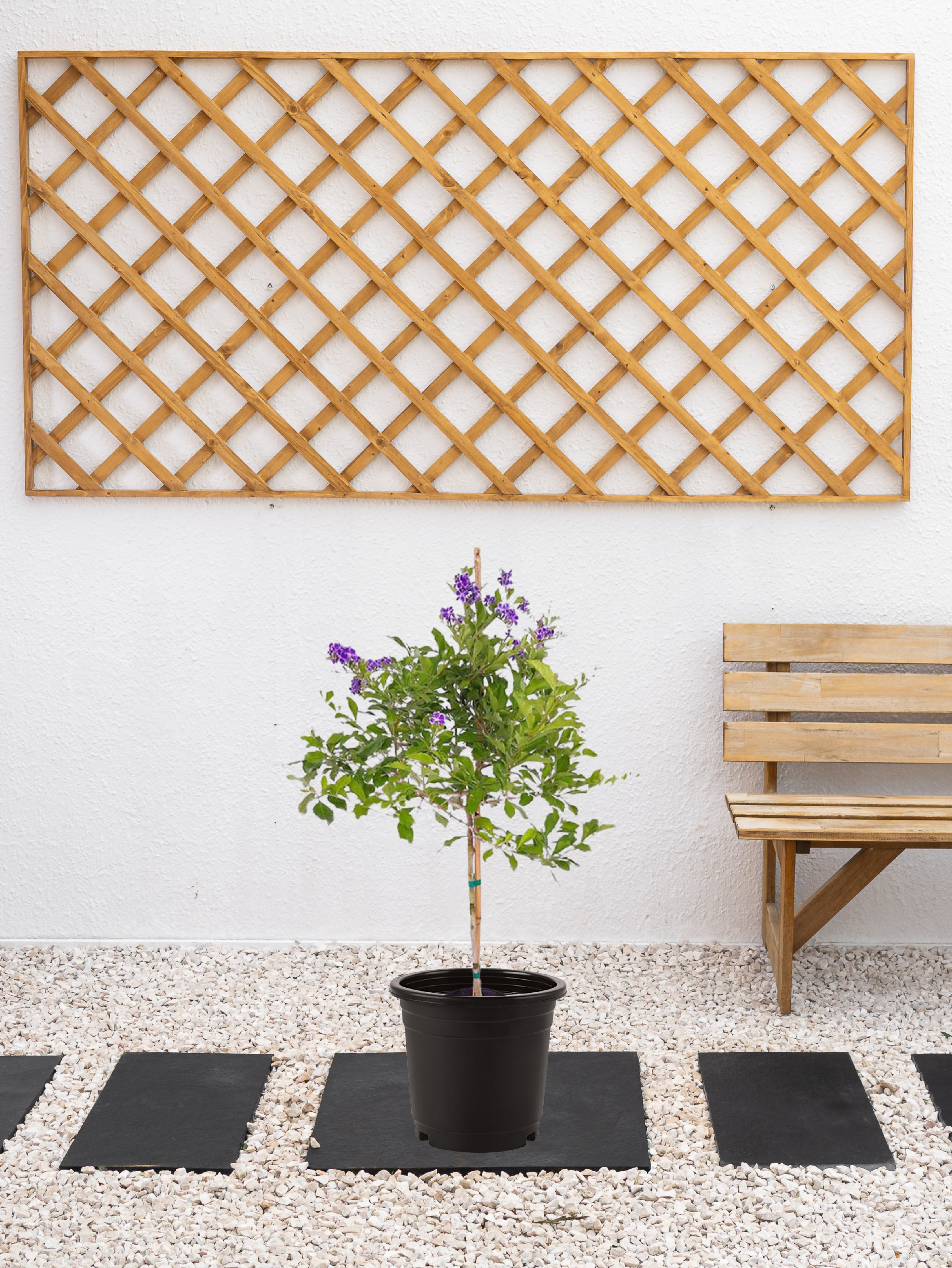 Mediterranean Plant Bundle