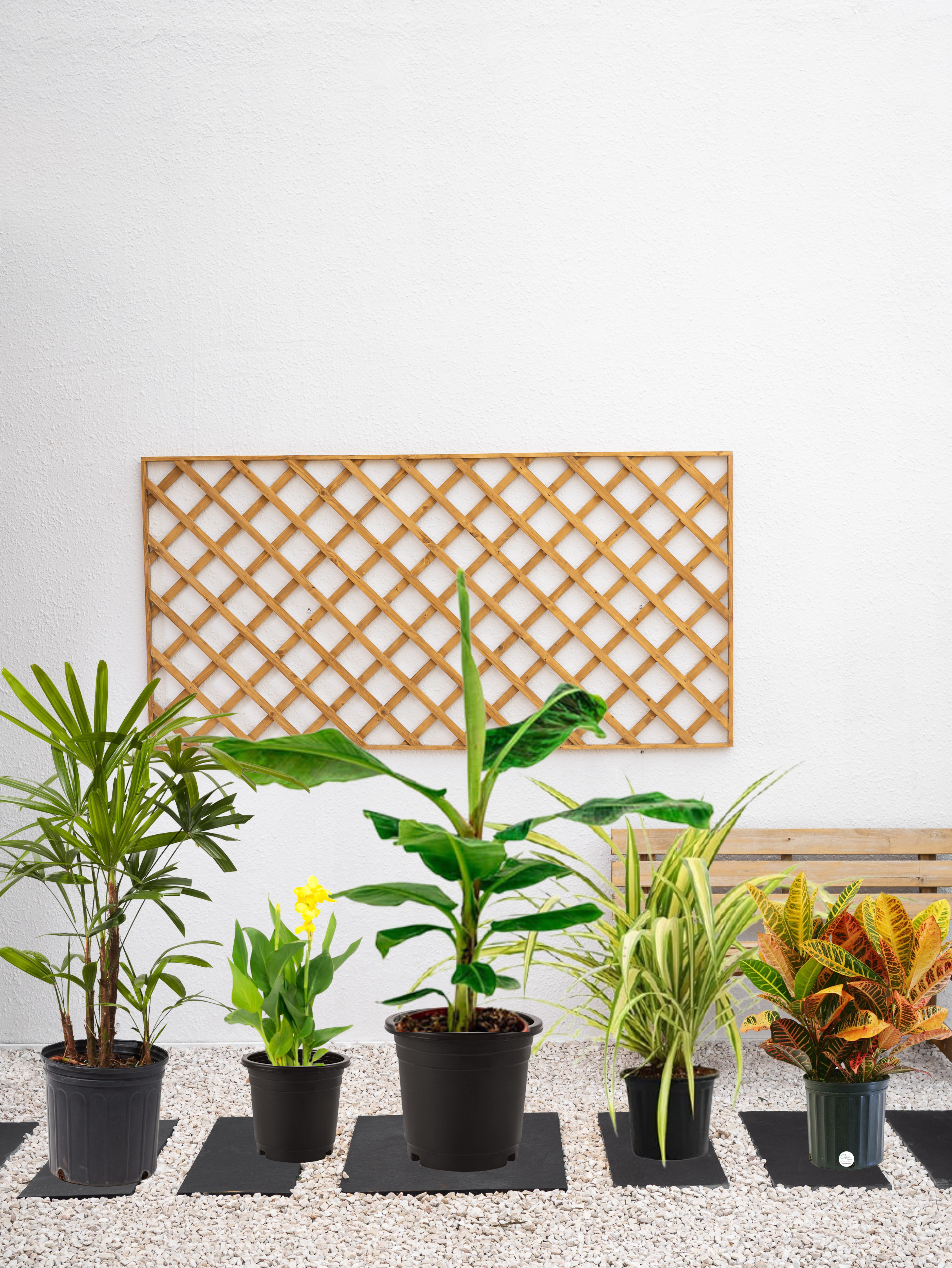 Tropical Plant Bundle