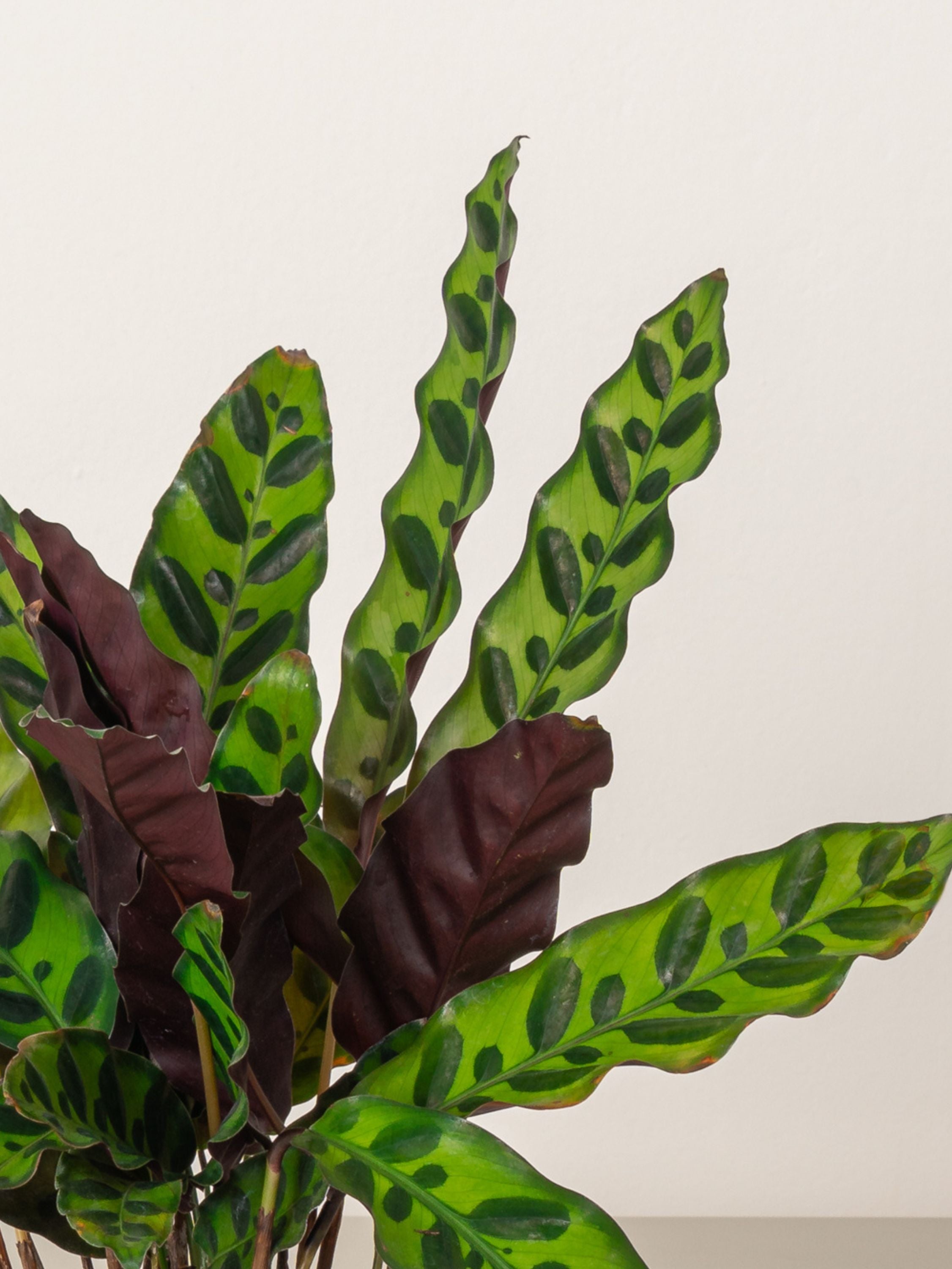 Calathea Lancifolia