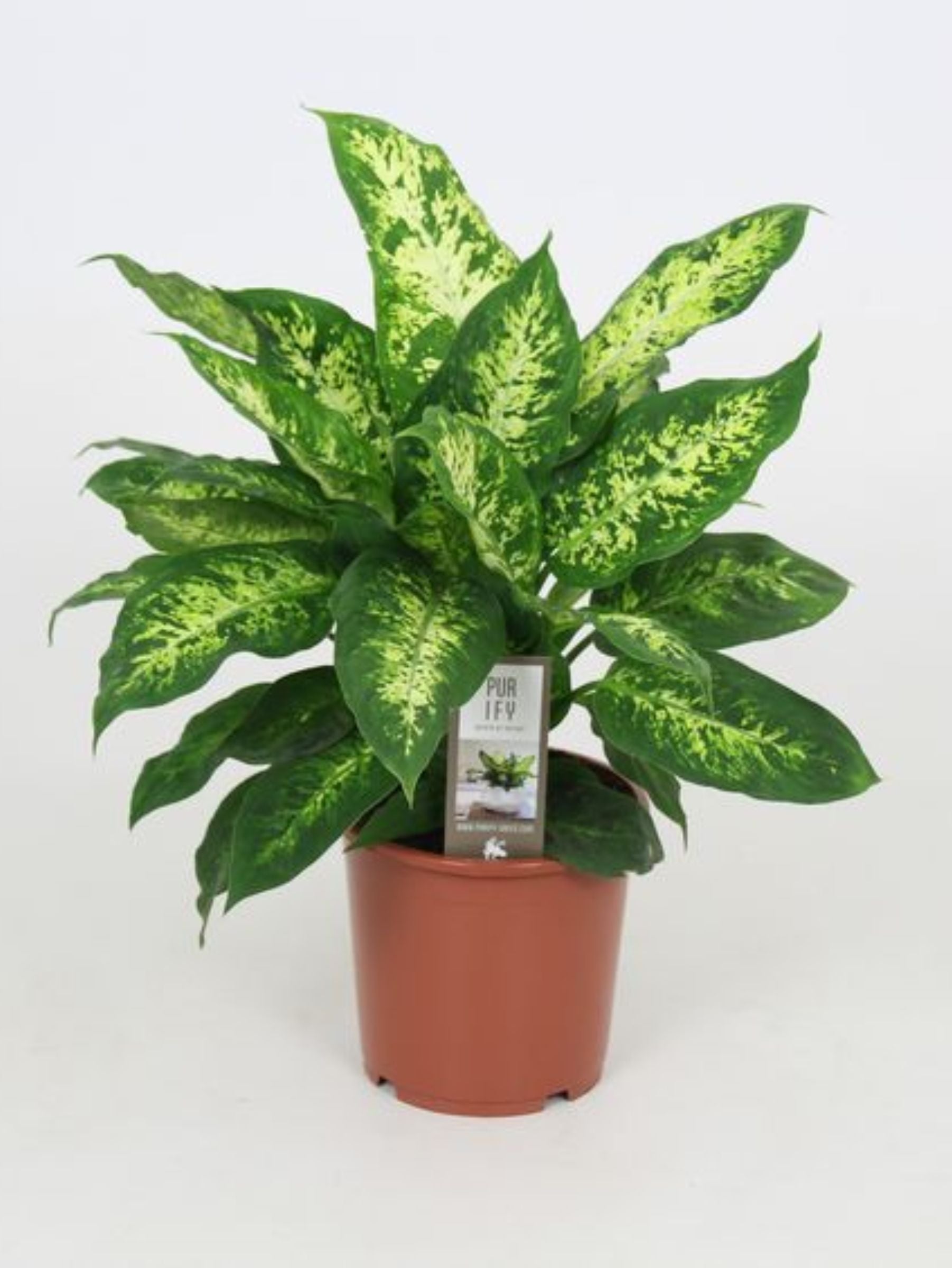 Dieffenbachia Compacta