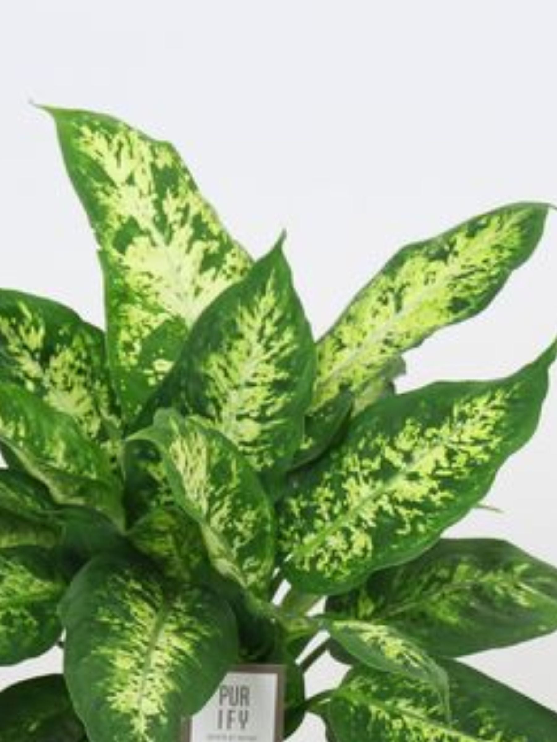 Dieffenbachia Compacta