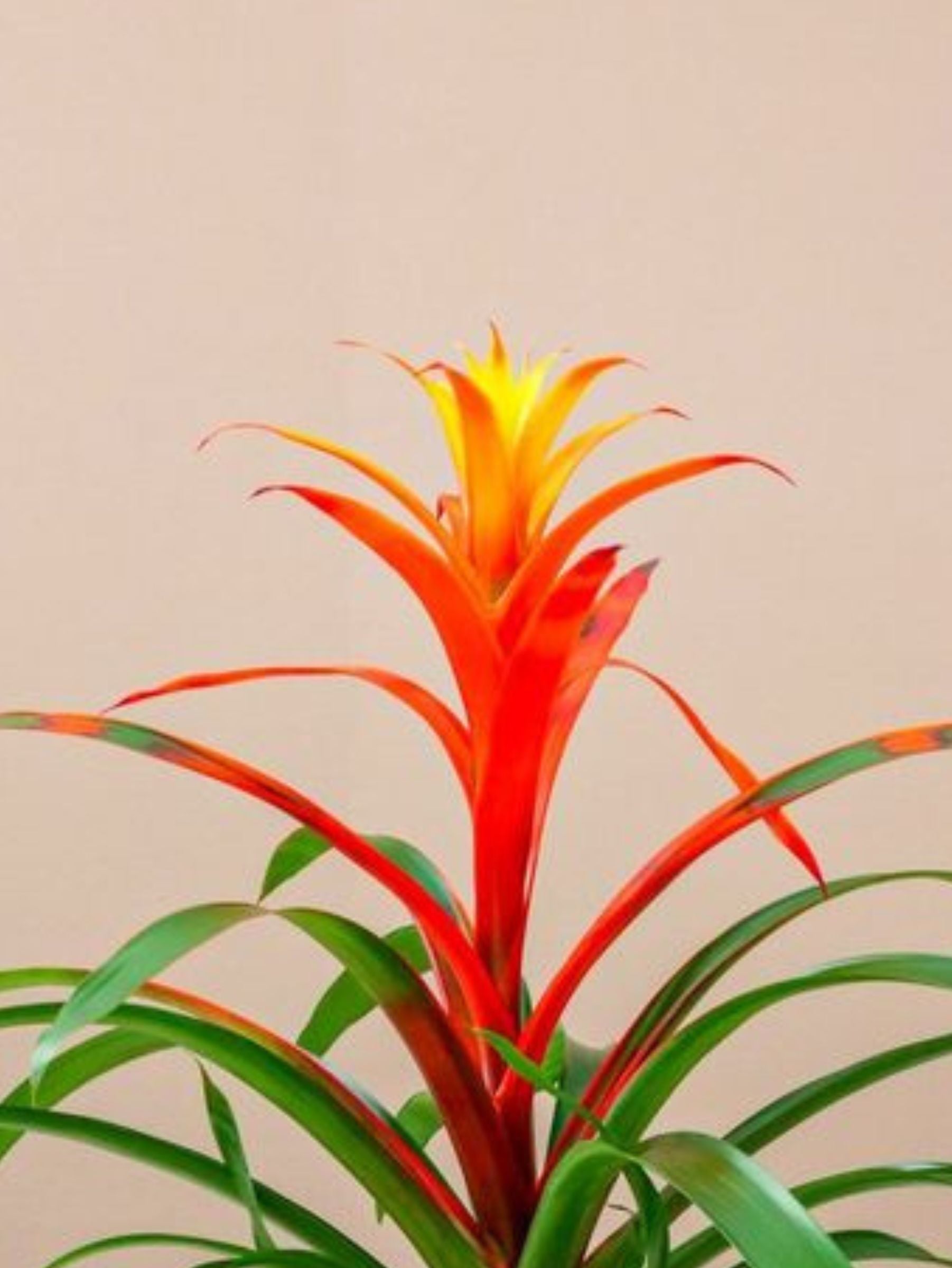 Guzmania