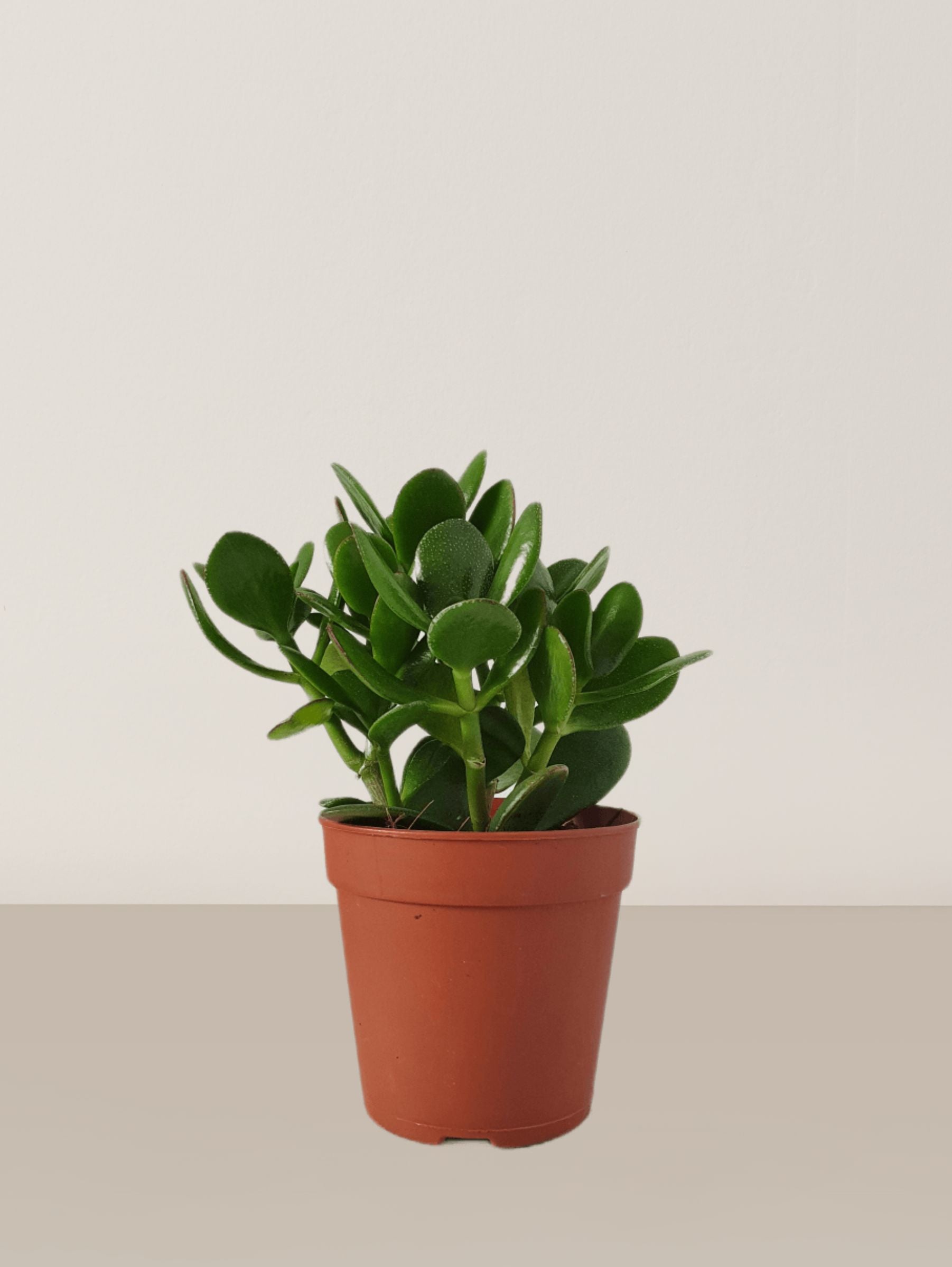 Jade Plant