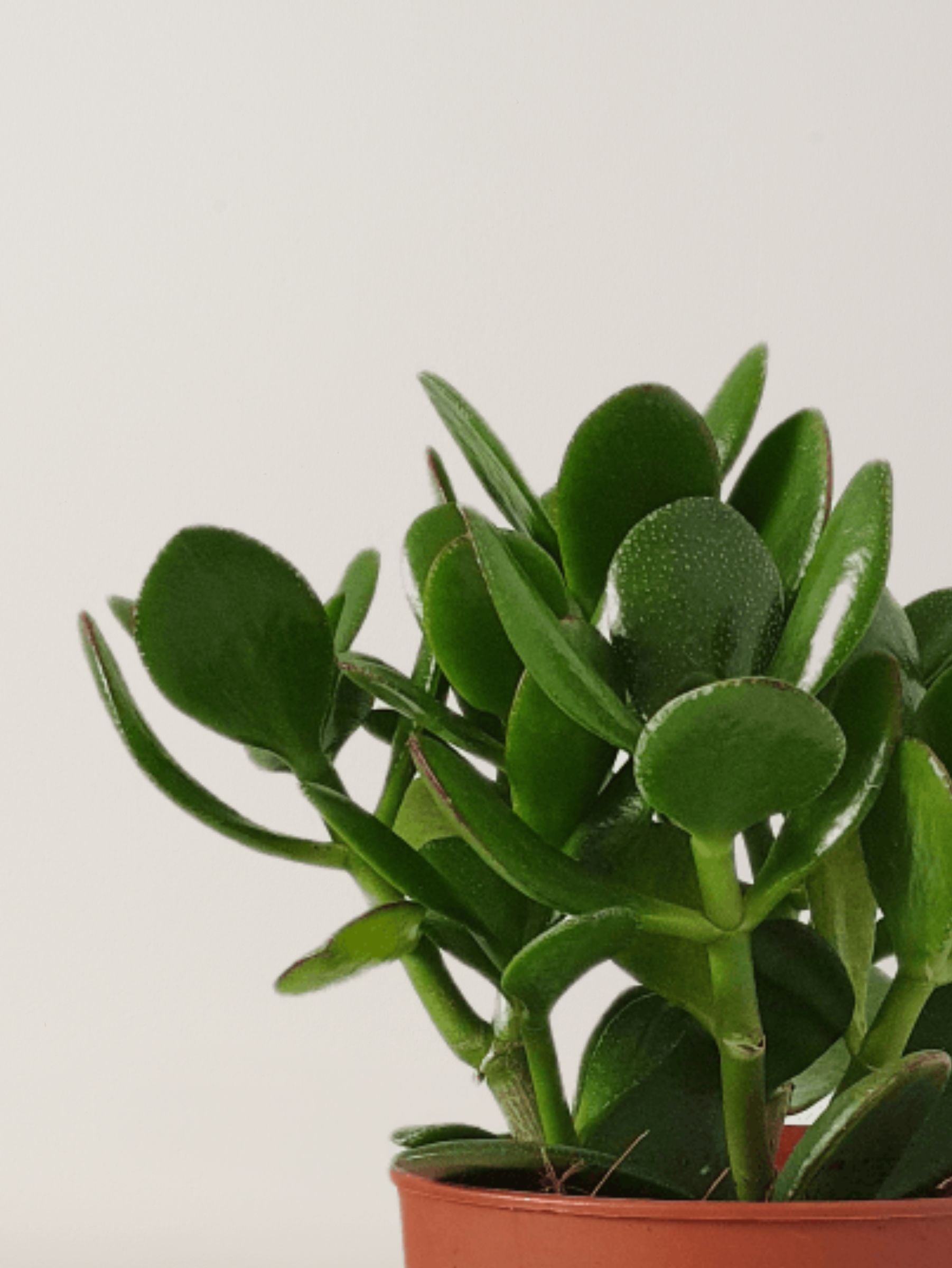 Jade Plant