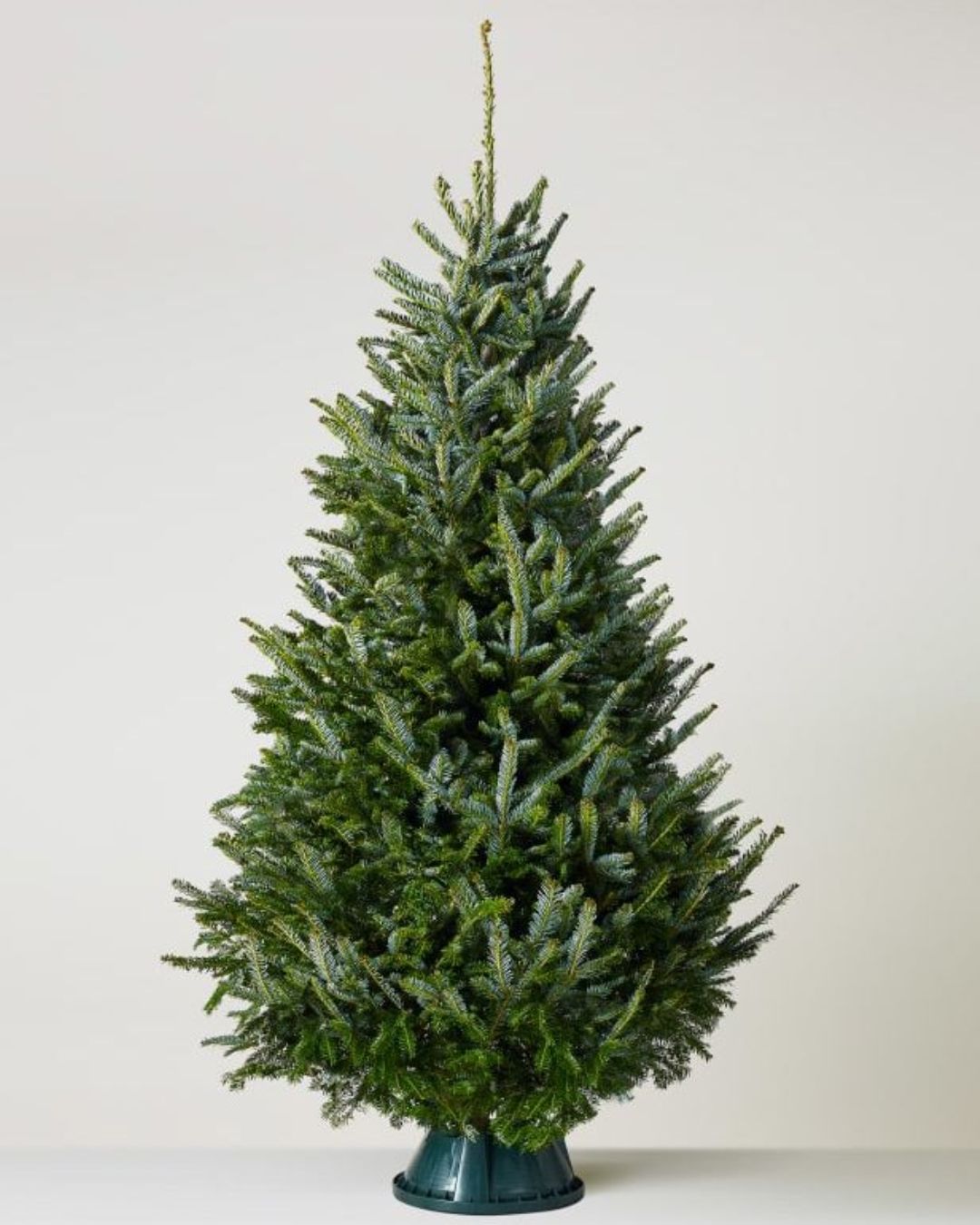 Live Christmas Tree - Nordmann Fir