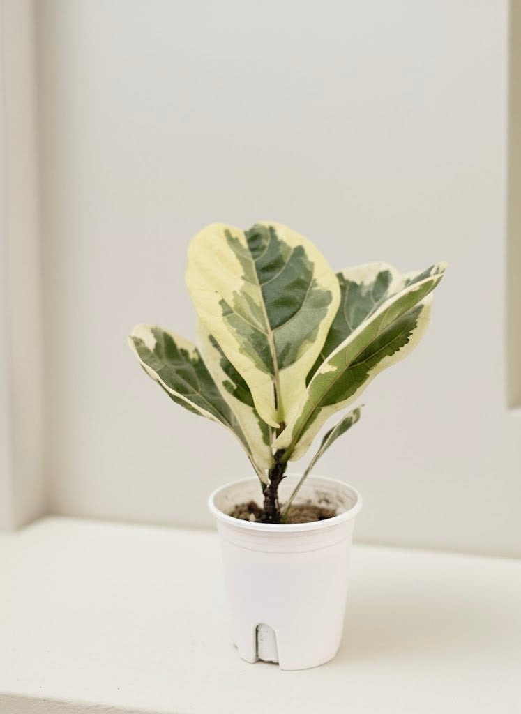 Variegated Fiddle Leaf Fig