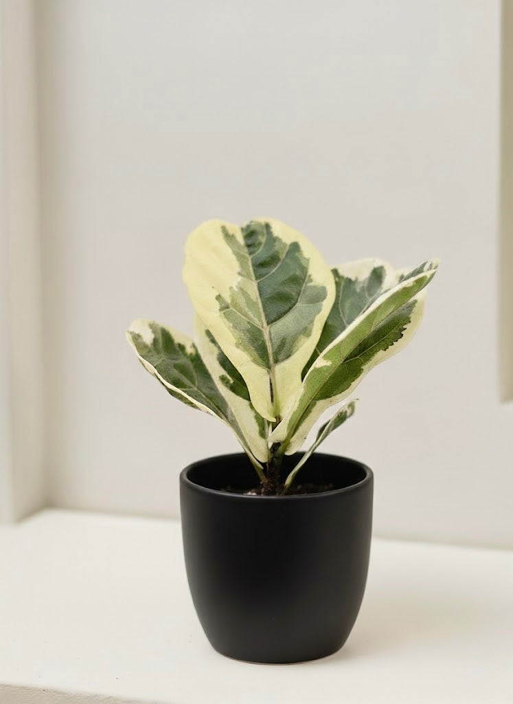 Variegated Fiddle Leaf Fig
