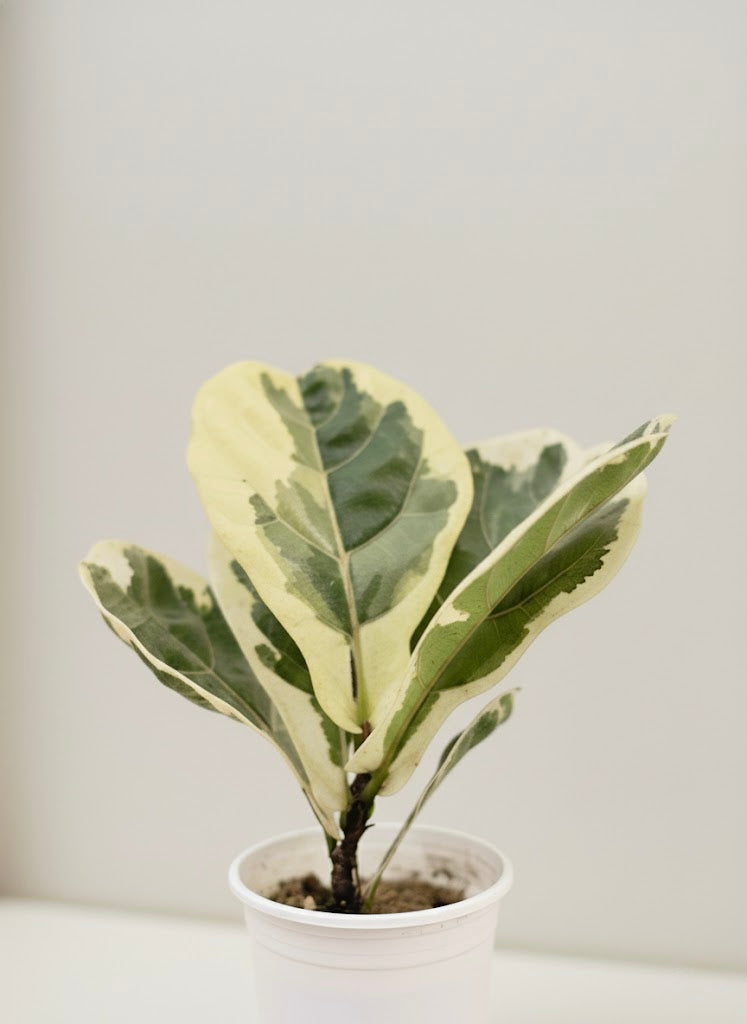 Variegated Fiddle Leaf Fig