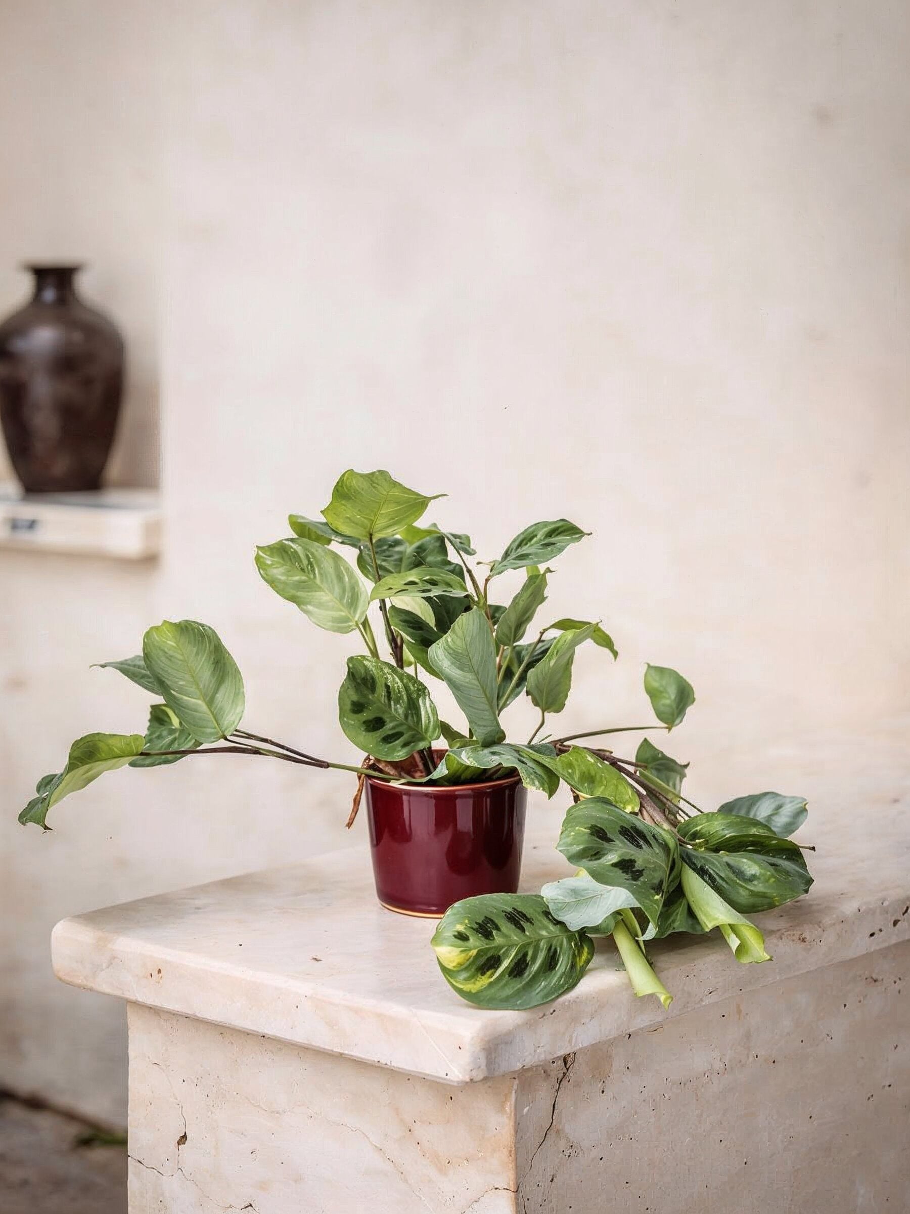 Variegated Prayer Plant