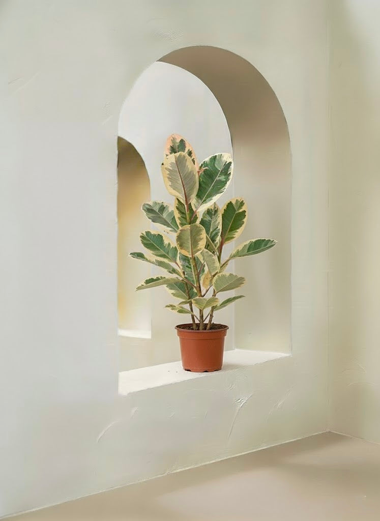 Variegated Rubber Plant