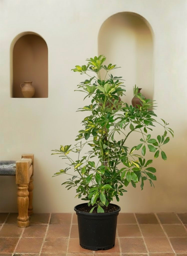 Variegated Umbrella Plant