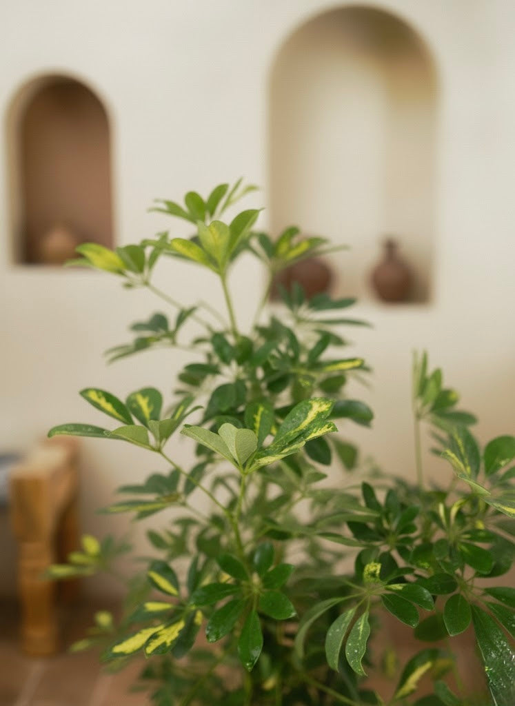 Variegated Umbrella Plant