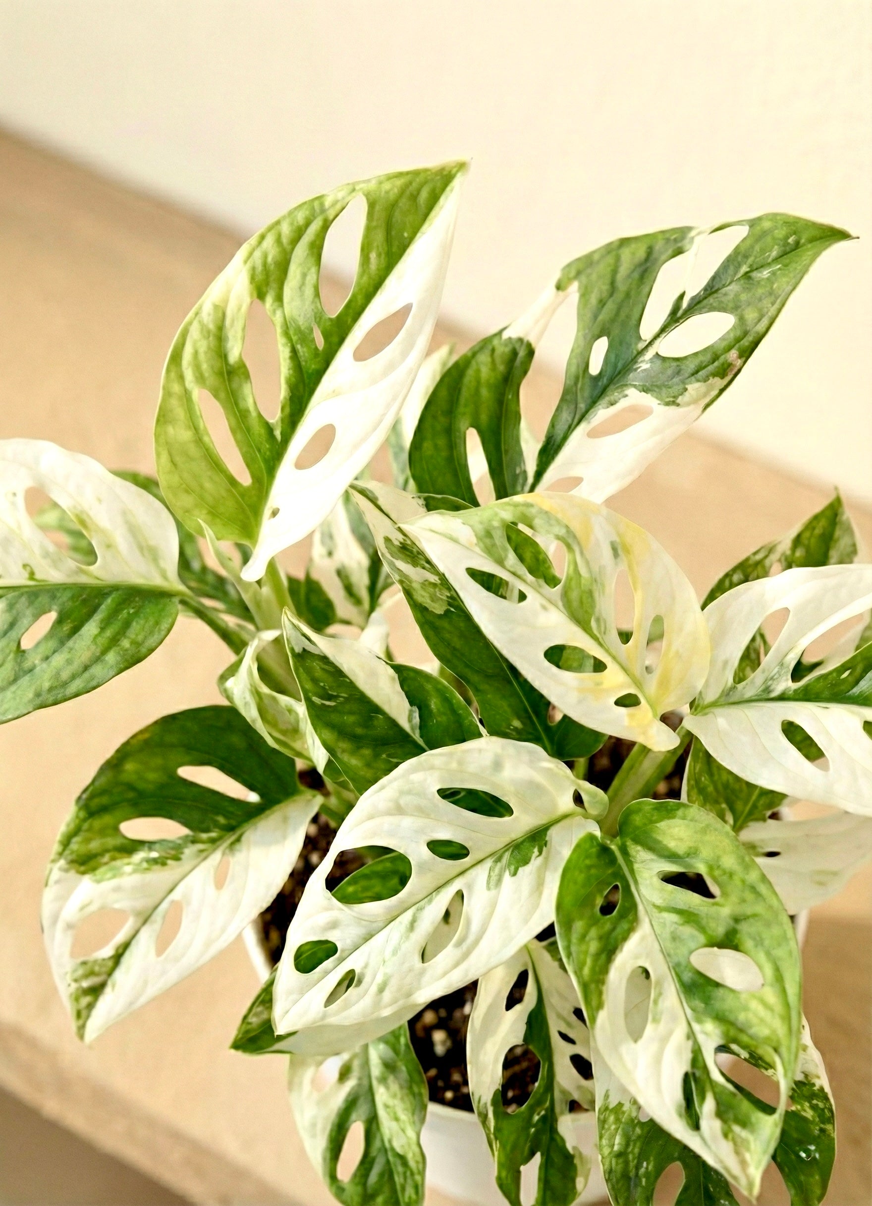 Variegated Monkey Monstera