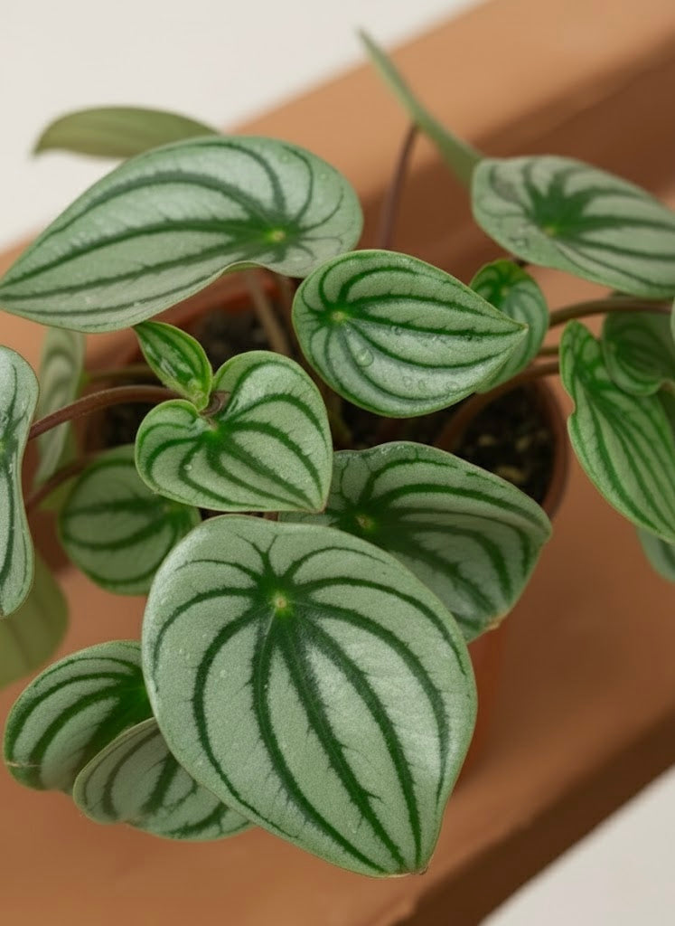 Watermelon Peperomia