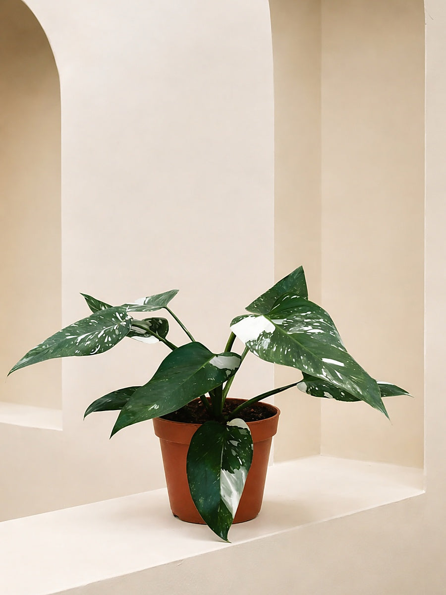 White Princess Philodendron
