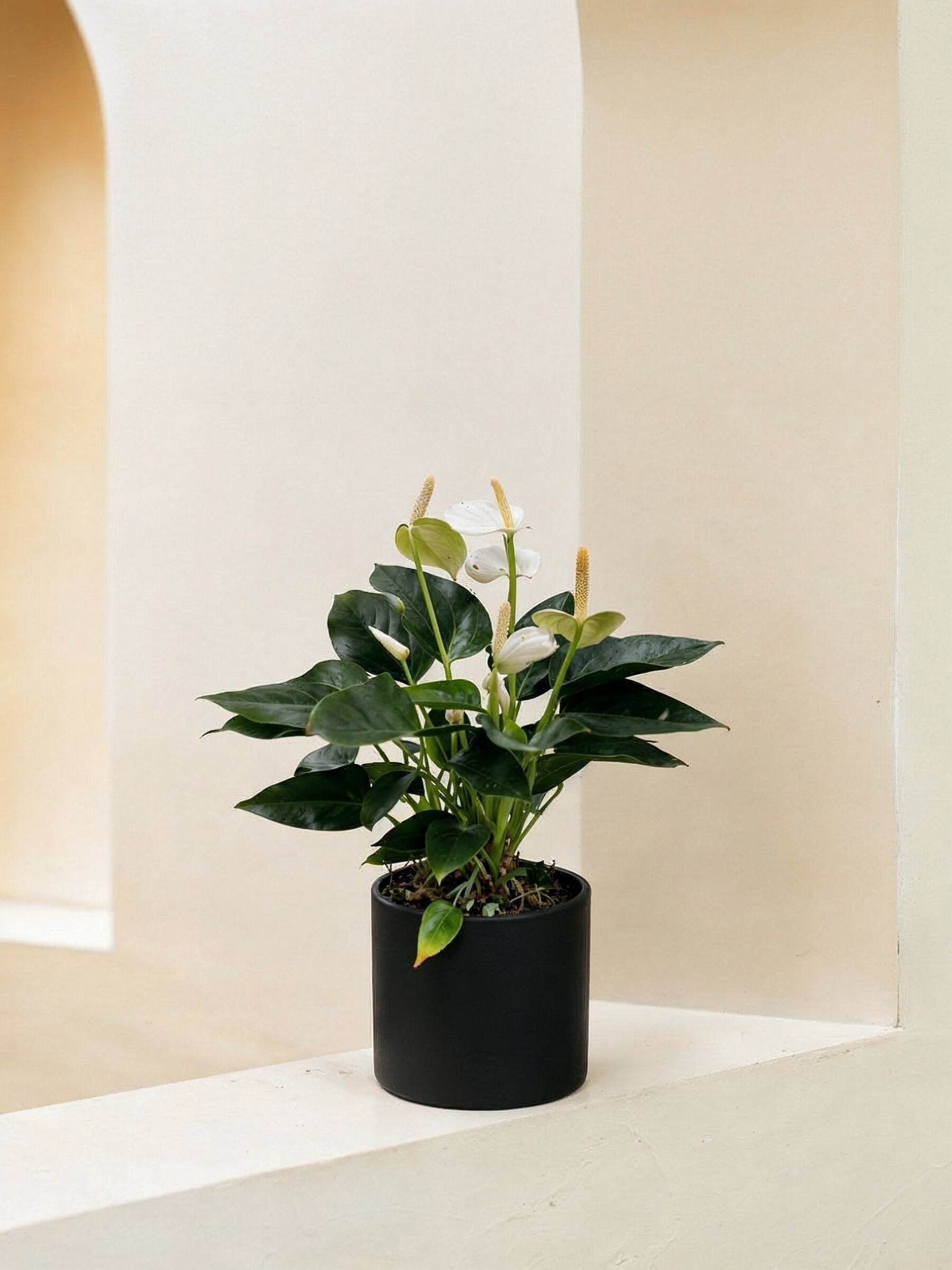 White Flamingo Flower