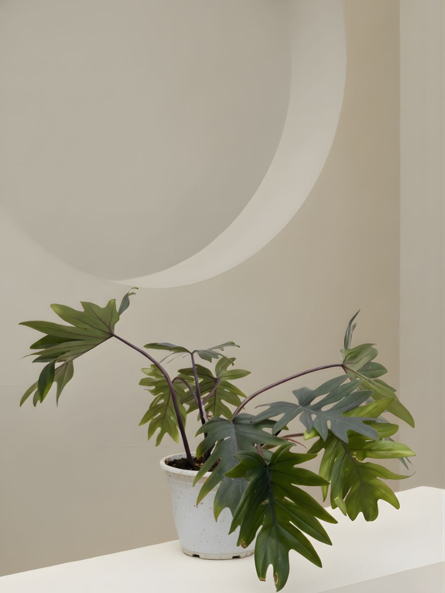 Winterbourn Philodendron